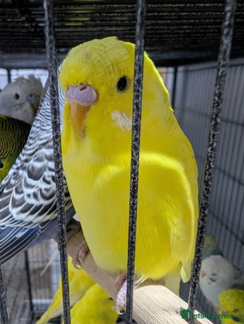 Budgerigars birds - Advert 2