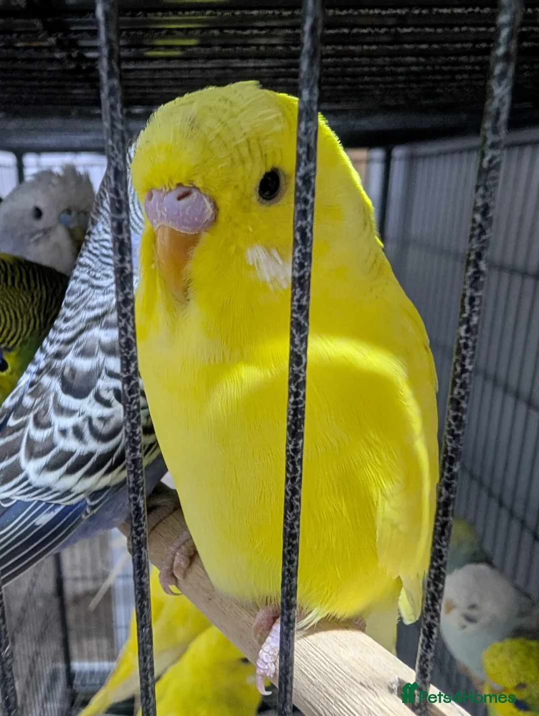 Budgerigars birds for sale: All Colours in Budgies - Advert 1