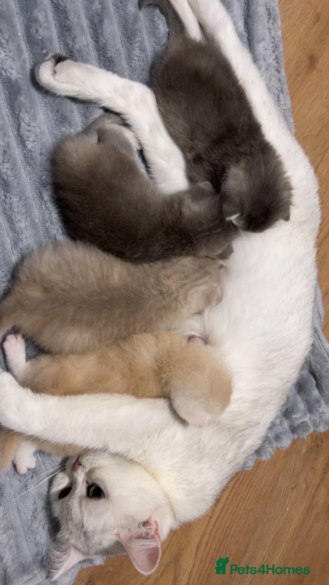 British Shorthair cats for sale: British Shorthair Kittens - Image 12