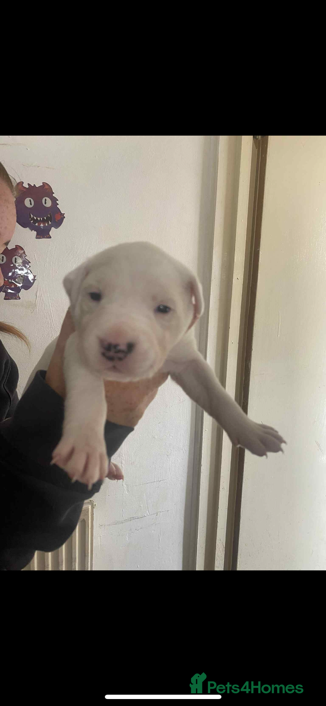 Mixed Breed dogs for sale: Staffyxdalmation st bernard - Image 8