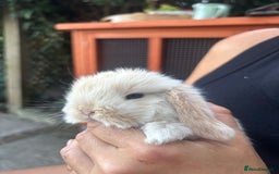 Mini Lop rabbits for sale: Stunning Mini Lop Bunnies🤍🌾 - Image 5