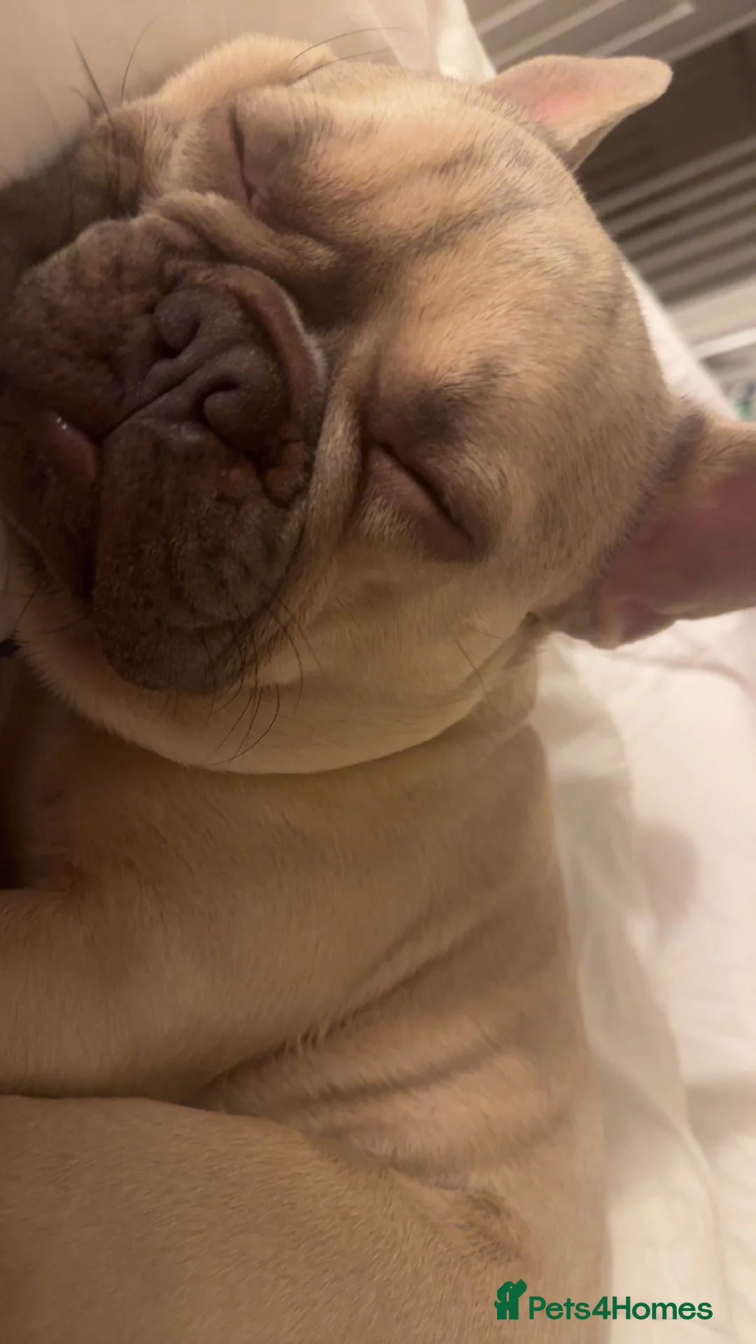 French Bulldog dogs for sale: Forever home for male frenchie  - Advert 3
