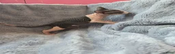 Sphynx cats for sale: Spectacular Sphynx kittens TICA & GCCF  DBE - Advert 3