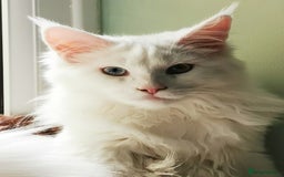 Maine Coon cats for sale: white Maine coons blue and odd-eyes, Tica in Swansea - Image 5