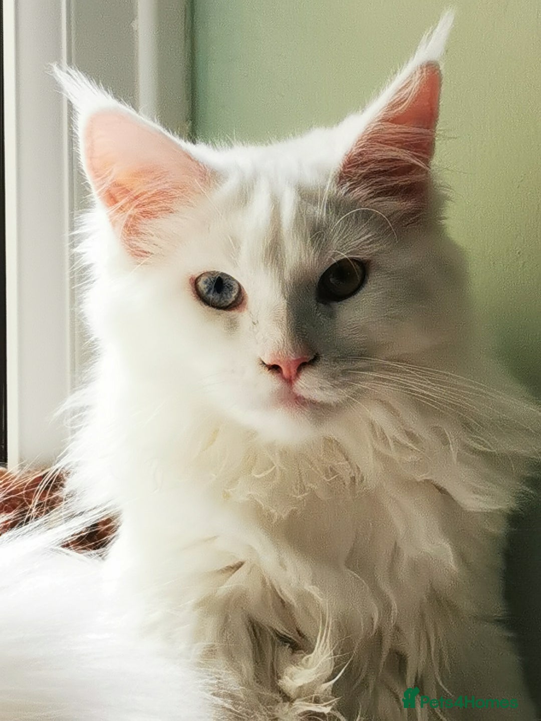 Maine Coon cats for sale: white Maine coons blue and odd-eyes, Tica in Swansea - Image 5