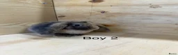Mini Lop rabbits for sale: Beautiful mini lop bunnies - Advert 3