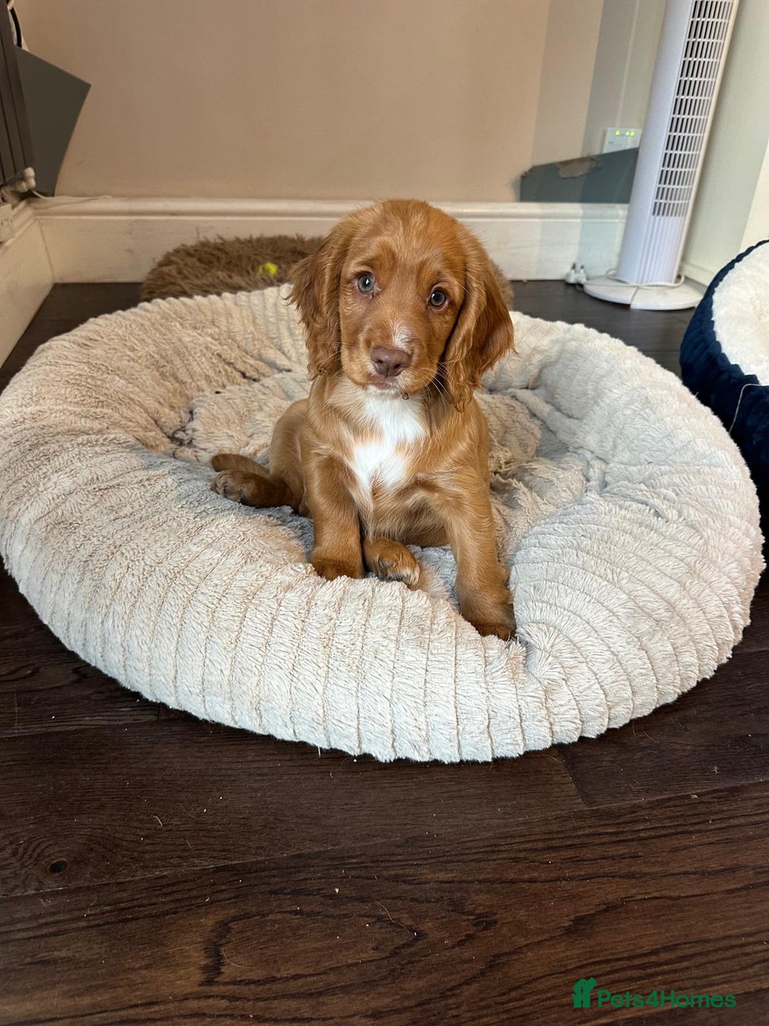 Cocker Spaniel dogs for sale: Stunning KC registered Working Cocker Spaniels  - Image 30