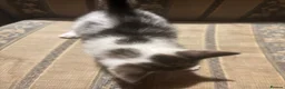 Mixed Breed cats for sale: Beautiful Kittens  in Newnham - Advert 6