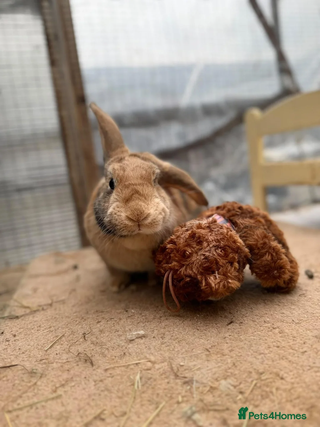 Mixed Breed rabbits for sale: Luss - Spayed and vaccinated  - Advert 2