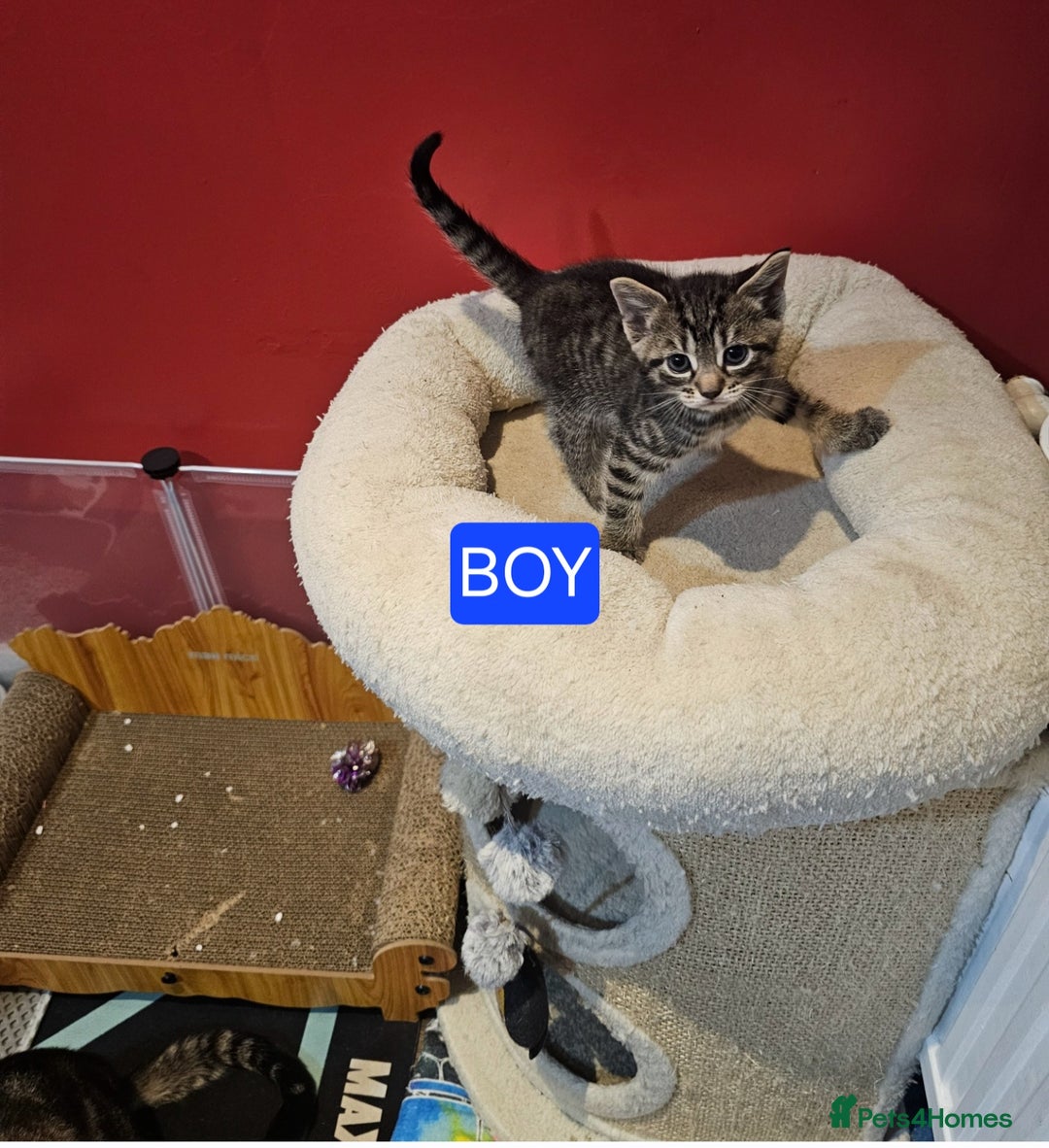 Mixed Breed cats for sale: Gorgeous kittens  - Advert 2