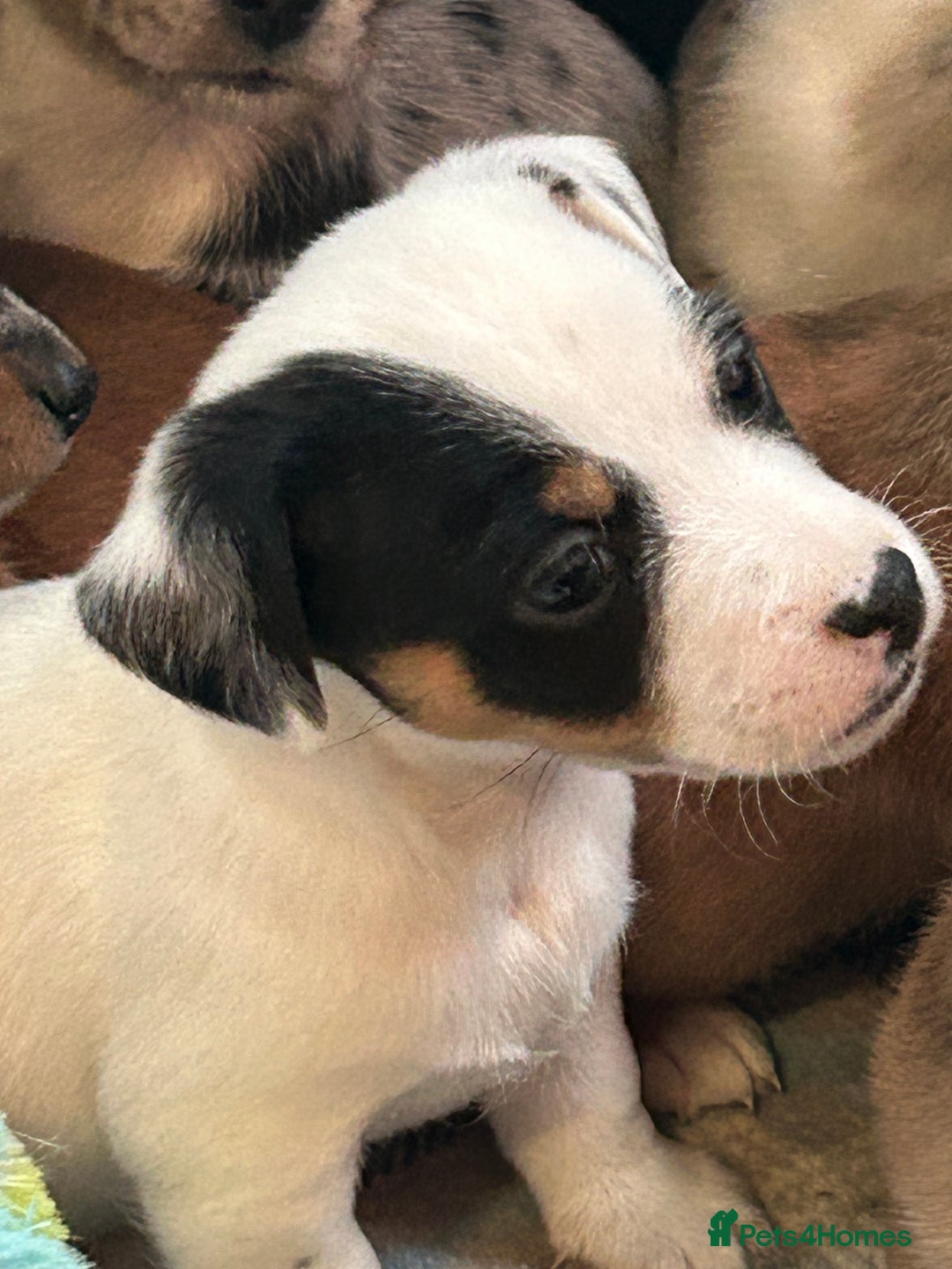 Jack Russell dogs for sale: Beautiful Mini Jack Russell Puppies  - Image 25