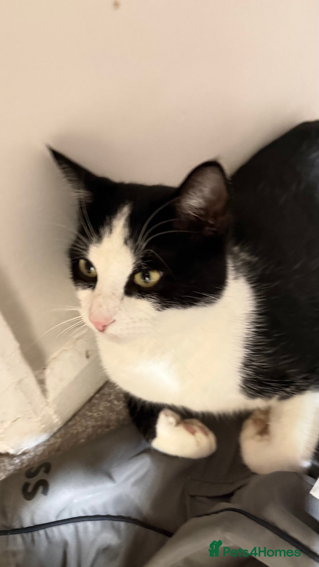 Mixed Breed cats for sale: Lovely boy cat for sale  - Advert 2