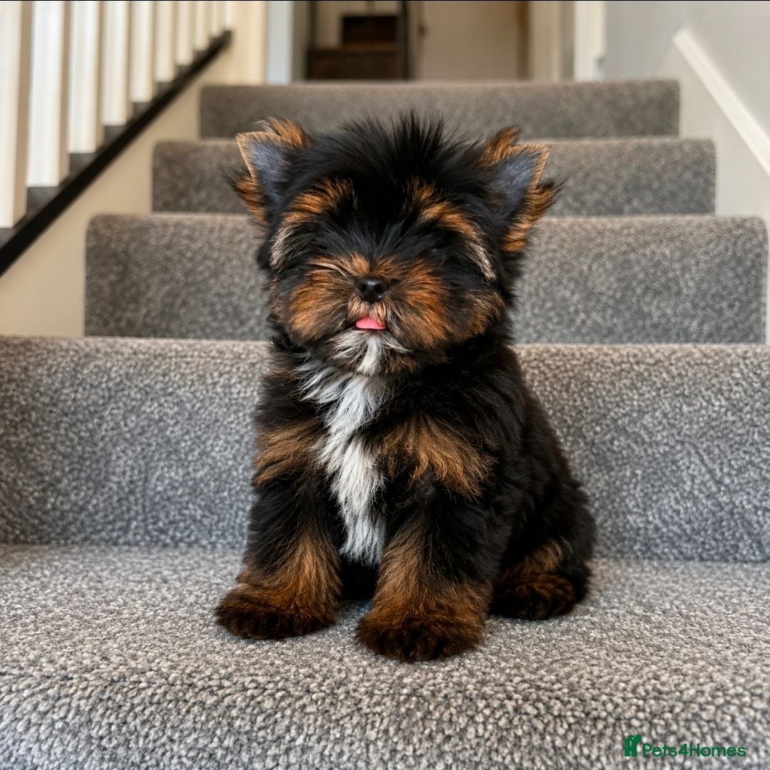 Yorkshire Terrier dogs 2 Tiny Yorkie Boys – Vaccinated & Ready - Advert 2