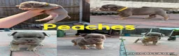 Mixed Breed dogs for sale: French x English bulldogs - Advert 16