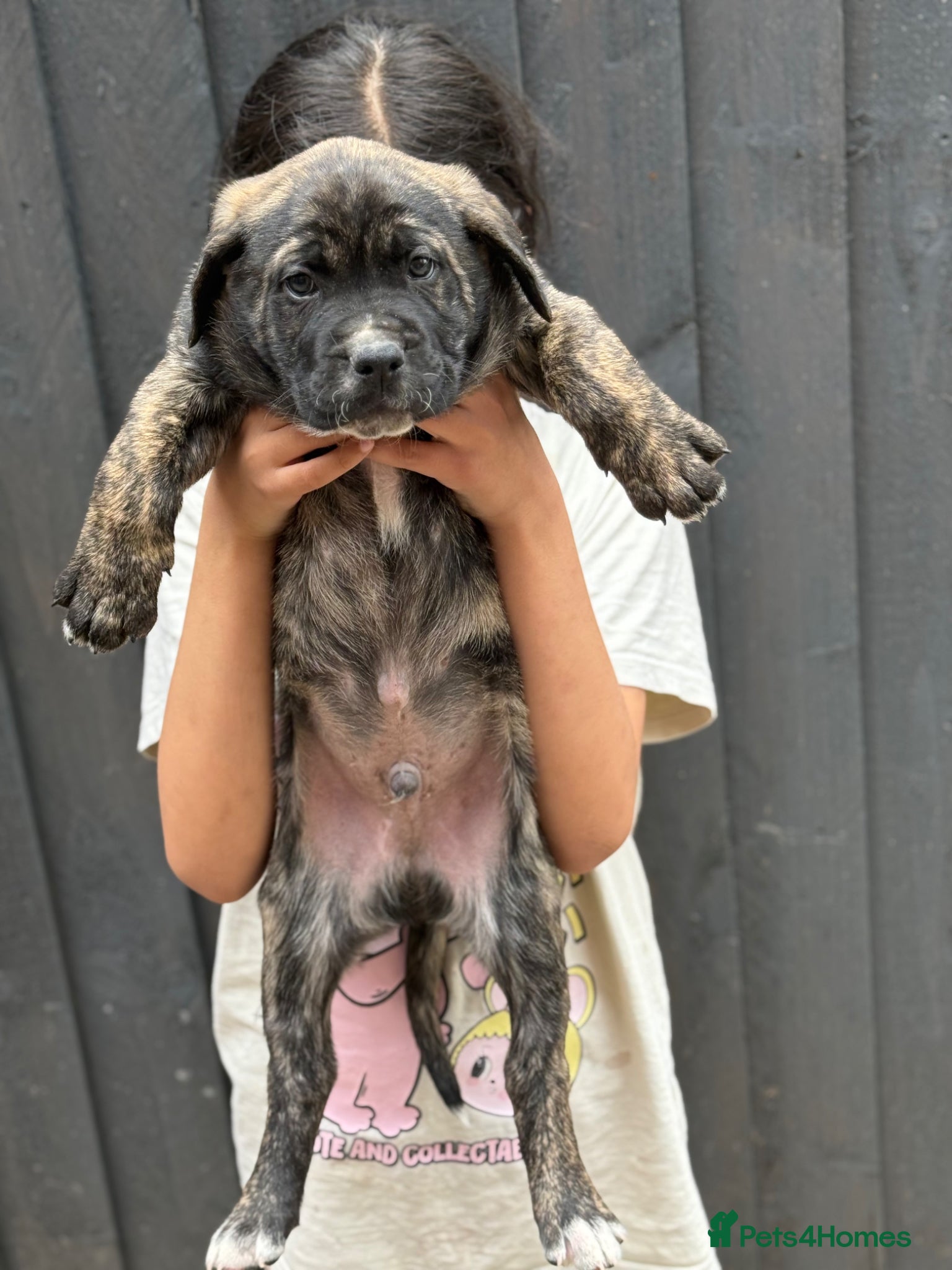 Presa Canario dogs  🏆Champion Blood presa Canario pups!! - Advert 1