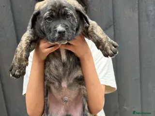 Presa Canario dogs 🏆Champion Blood presa Canario pups!! - Advert 1