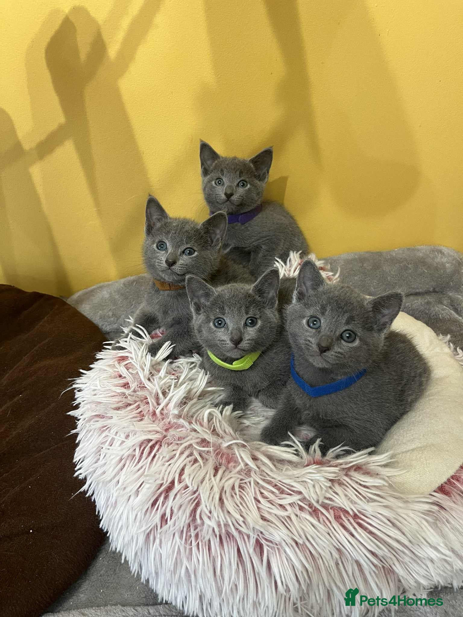 Russian Blue cats TICA REGISTERED Pure Breed Russian Blue Kittens - Advert 1