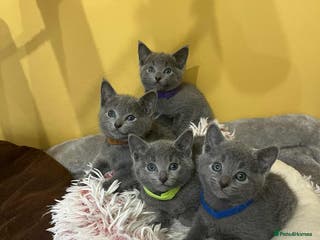 Russian Blue cats TICA REGISTERED Pure Breed Russian Blue Kittens - Advert 1