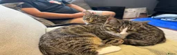 Domestic Shorthair cats for sale: beautiful twin kittens  in Coalville - Advert 12