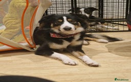 Border Collie dogs for sale: Border collie pups - Image 5