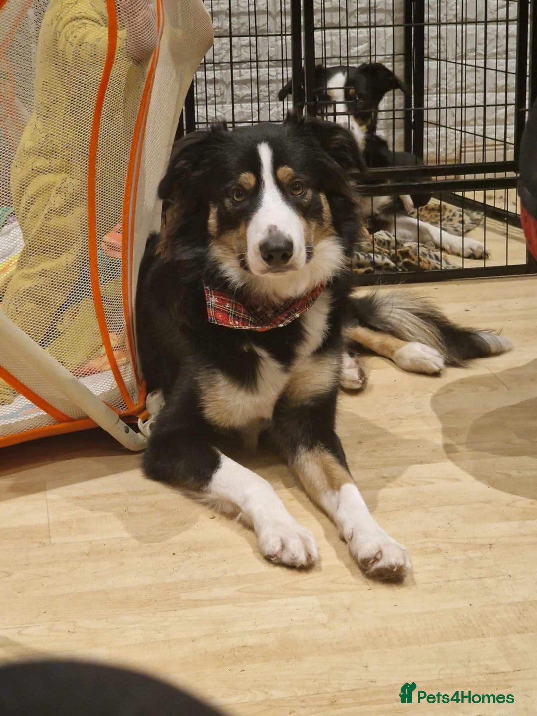 Border Collie dogs for sale: Border collie pups - Image 5