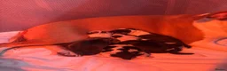 Mixed Breed dogs for sale: Staffy cross/ collie bull greyhound  in Saltburn-by-the-Sea - Advert 9