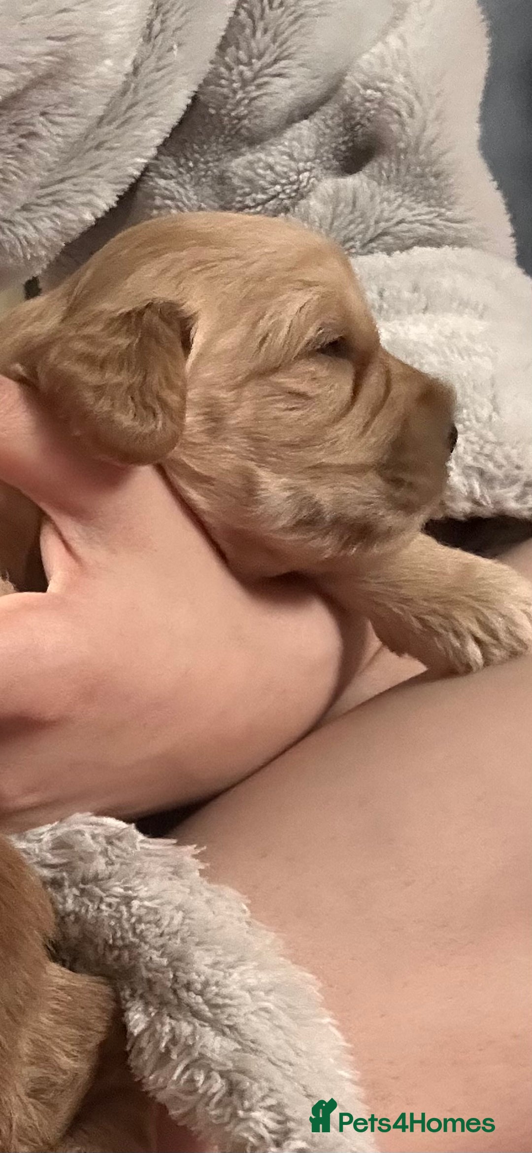 Cockapoo dogs for sale: Cockapoos x 5 2 girls 3 boys f1 - Image 15