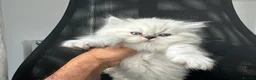 Persian cats for sale: Pedigree Persian Himalayan Kittens - Advert 5