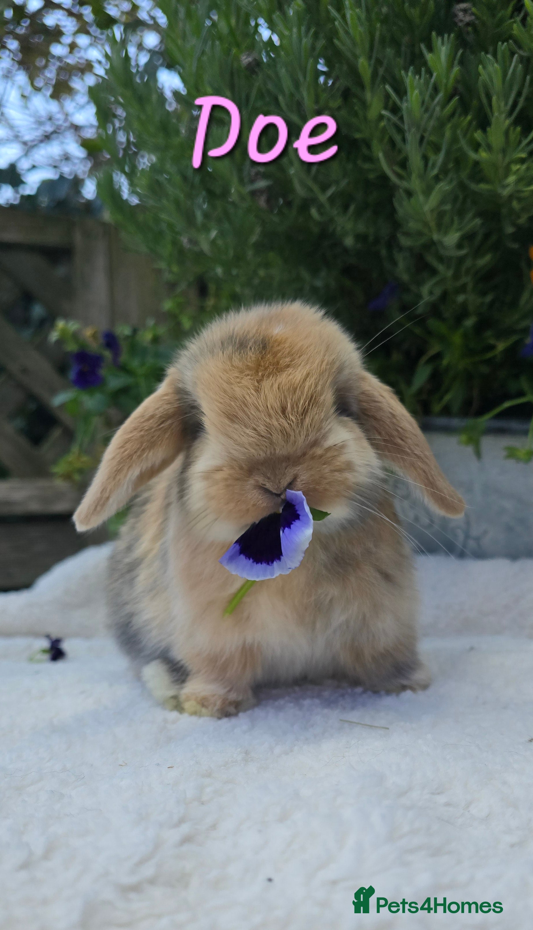 Mini Lop rabbits Beautiful mini lops girls and boys - Advert 6