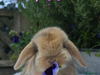 Mini Lop rabbits Beautiful mini lops girls and boys - Advert 6
