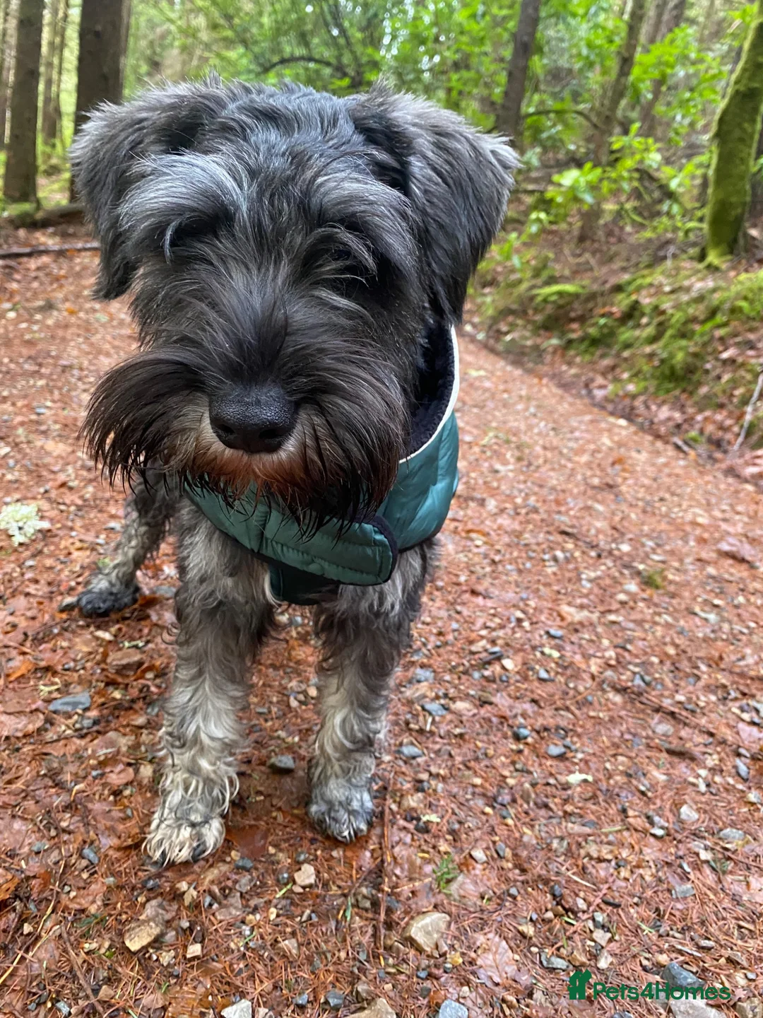 Miniature Schnauzer dogs for stud: Handsome miniature schnauzer for stud in Mauchline - Advert 2