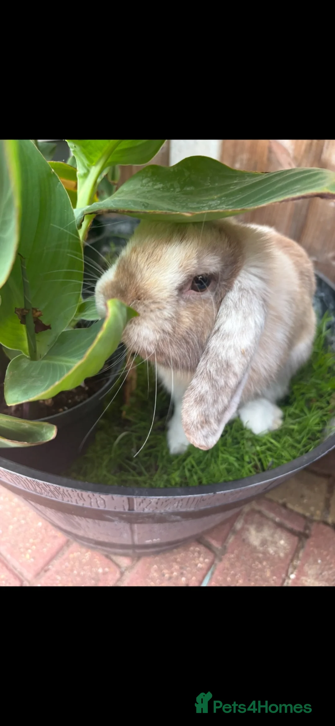 Mini Lop rabbits for sale: Stunning Mini Lop babies  in Hornchurch - Advert 10