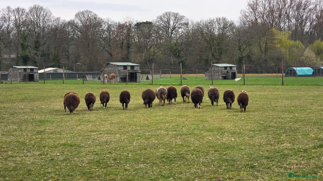 Sheep livestock for sale: 2025 Herdwick Ewe Lambs  - Advert 2