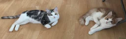 Domestic Shorthair cats for sale: 5 Beautiful Kittens - Advert 24