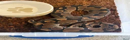 Python Snake reptiles for sale: Adult Female Ball Pythons - Proven Breeders - Advert 5