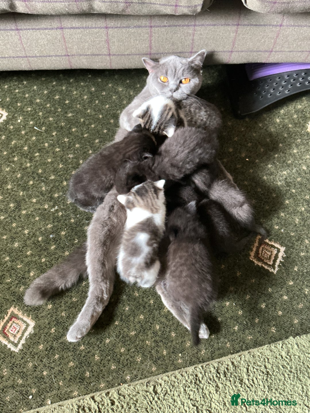 Mixed Breed cats for sale: 3 black British short haired x ragdoll kittens - Image 8
