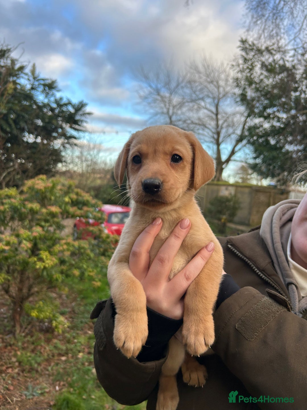 Labrador Retriever dogs for sale: Fox Red Labradors for sale - Advert 2