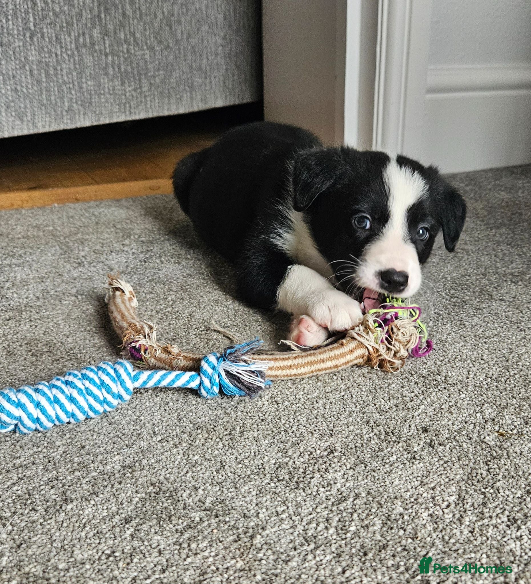 Border Collie dogs 🔥Unique tri border collie pups 🔥 - Advert 2