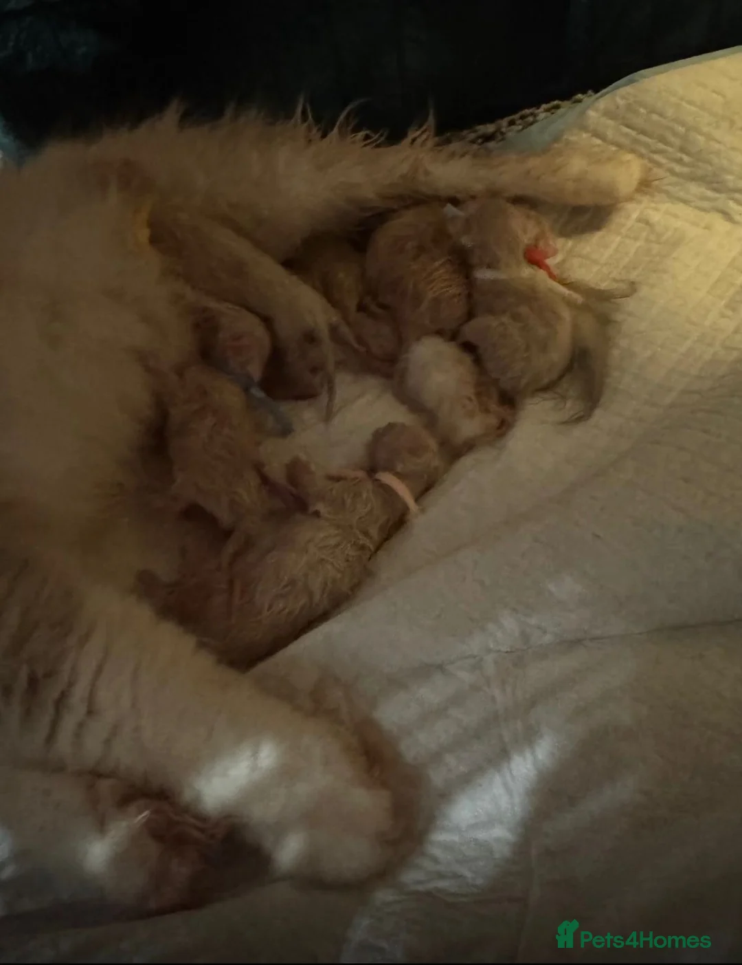 Ragdoll cats for sale: 5 ragdoll kittens for sale  - Advert 14