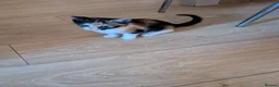 Mixed Breed cats for sale: 3 gorgeous kittens  - Advert 5