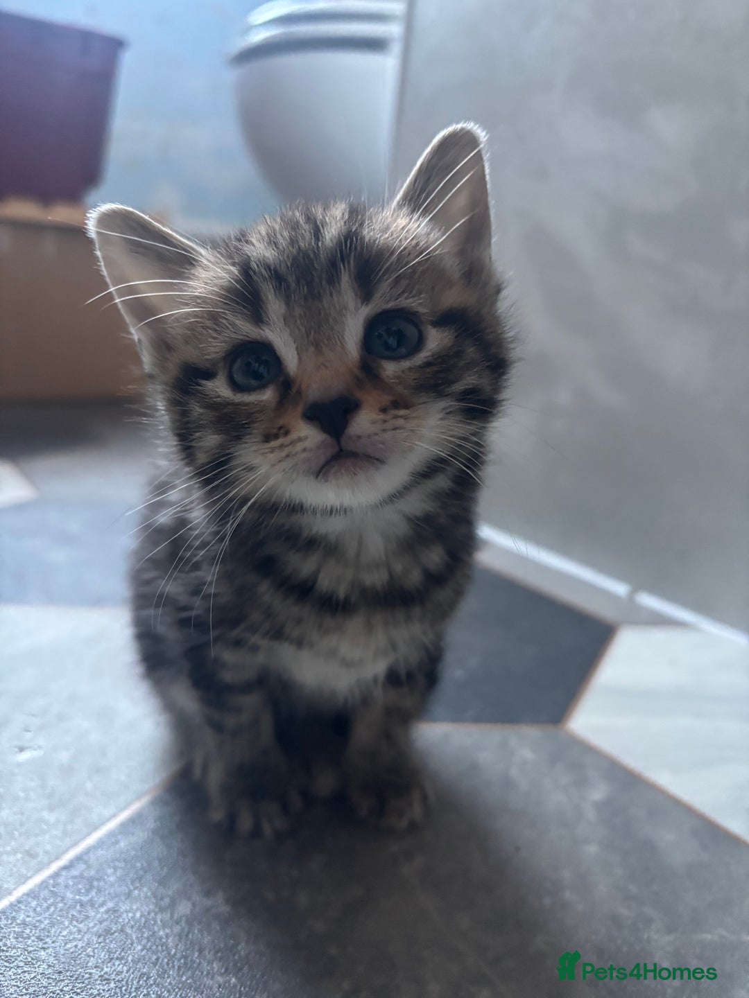 Mixed Breed cats for sale: Adorable Kittens for Sale  - Advert 3