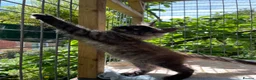 Maine Coon cats for sale: ⭐️Beautiful Maine Coon Kittens⭐️ - Advert 11