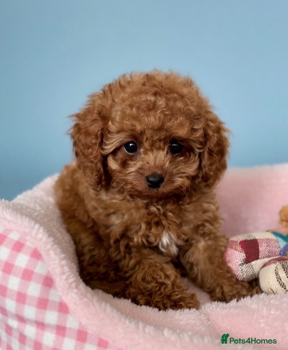Cavapoo dogs TOY CAVAPOOS - Fully health checked and vaccinated - Advert 2
