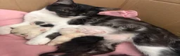 Mixed Breed cats for sale: Beautiful Kittens  - Advert 3