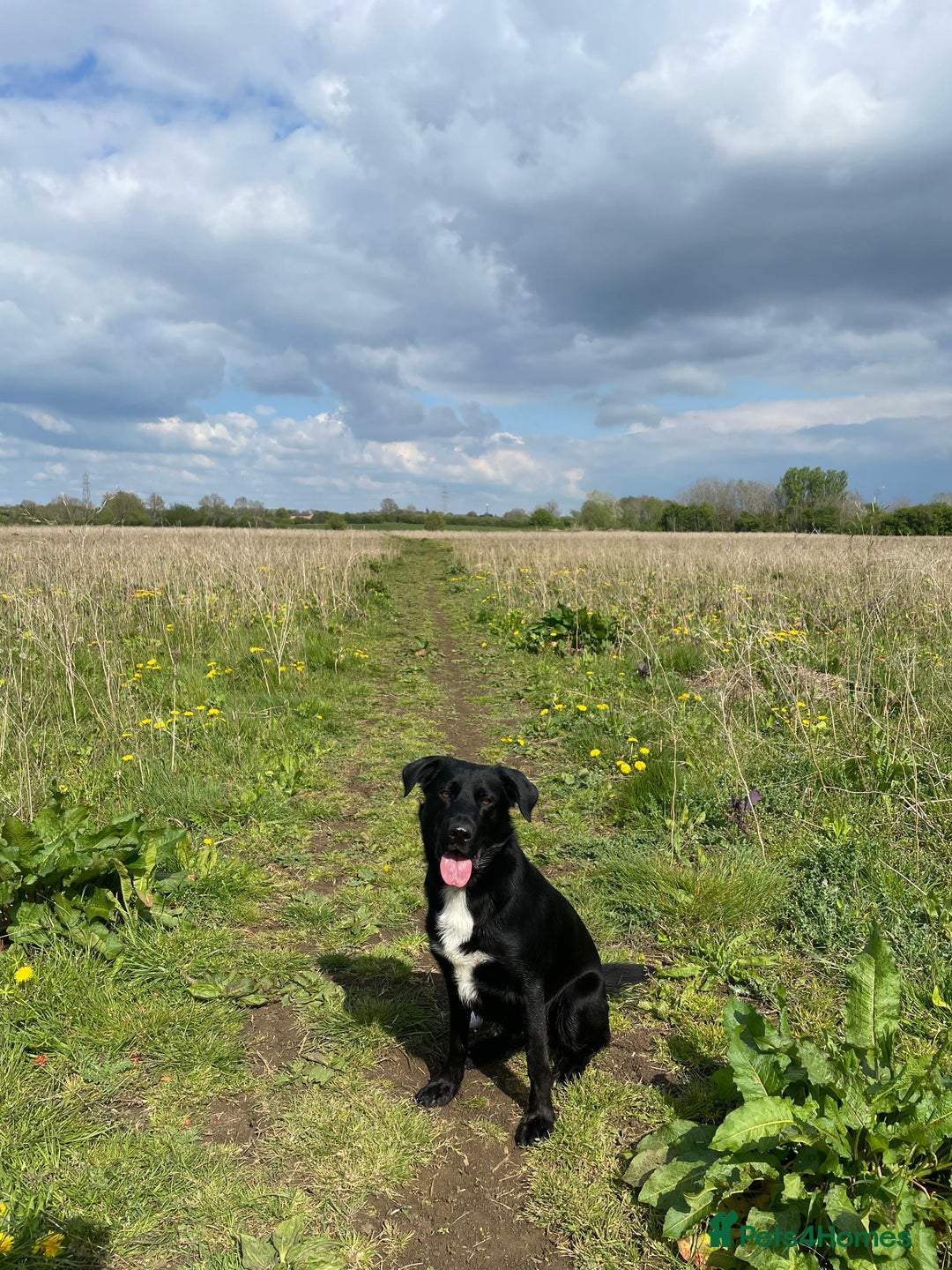 Mixed Breed dogs for sale: Sprollie X German Shepherd  - Image 1