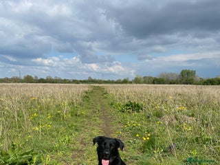 Mixed Breed dogs - Advert 1