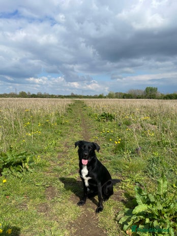 Mixed Breed dogs - Advert 2