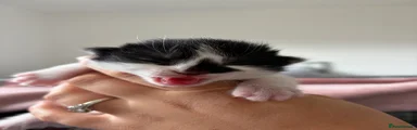 Mixed Breed Kitten 3