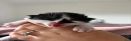 Mixed Breed cats for sale: Kittens  - Advert 7