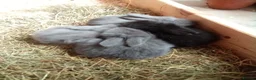 Mixed Breed rabbits for sale: Beautiful LopLion babies in Alfreton - Advert 3